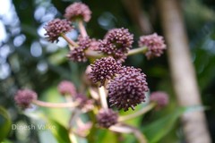 Dracaena fragrans